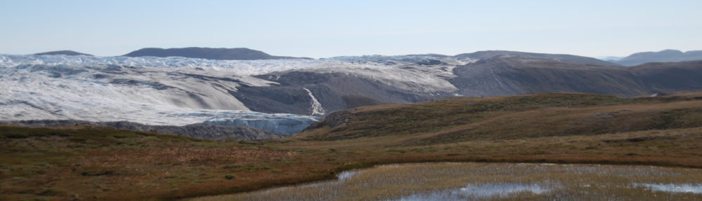 Granlien i Grønland