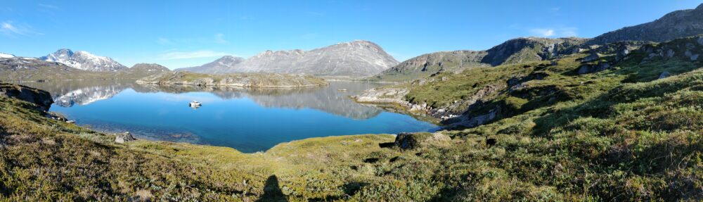 Granlien i Grønland